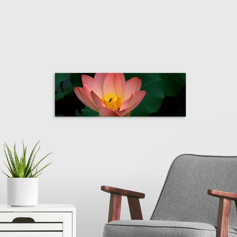 A modern room featuring Lotus with bees in a pond
