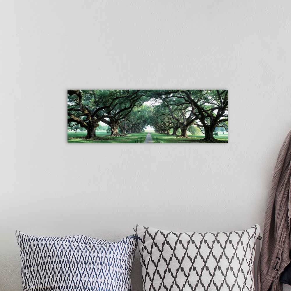 A bohemian room featuring This panoramic wall art is a walkway through a park down an avenue of old deciduous trees.