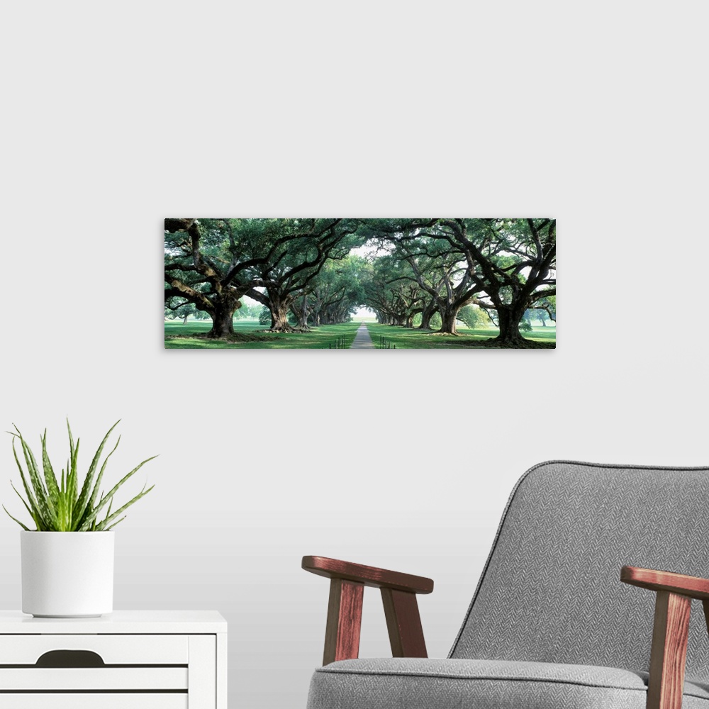 A modern room featuring This panoramic wall art is a walkway through a park down an avenue of old deciduous trees.
