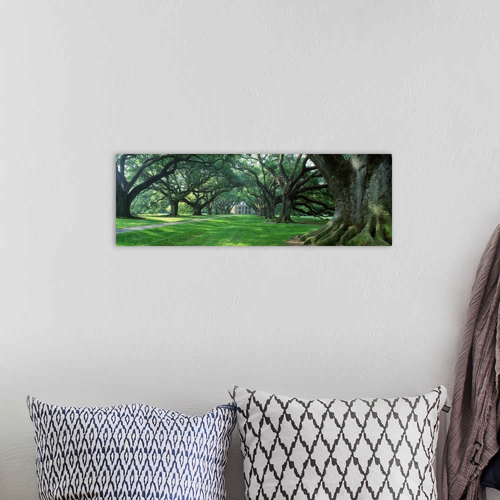 A bohemian room featuring Panoramic photograph of driveway lined with huge trees leading to an old home.