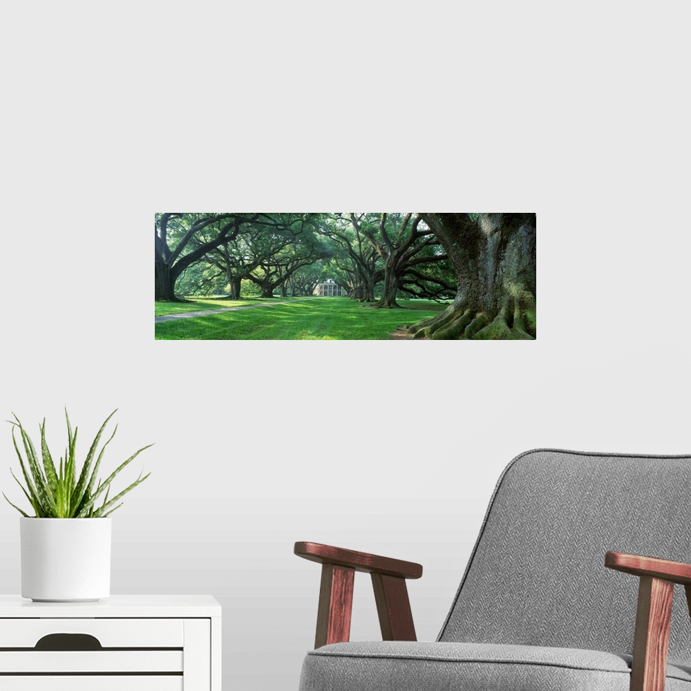 A modern room featuring Panoramic photograph of driveway lined with huge trees leading to an old home.
