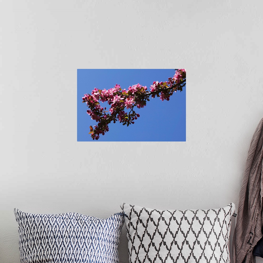 A bohemian room featuring Low angle view flowering tree branch, blue sky, North Carolina