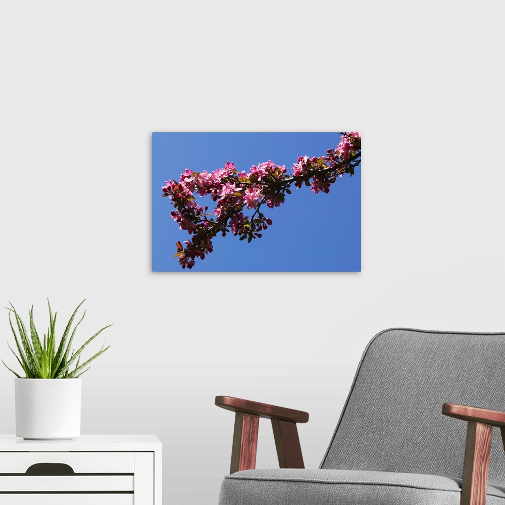 A modern room featuring Low angle view flowering tree branch, blue sky, North Carolina