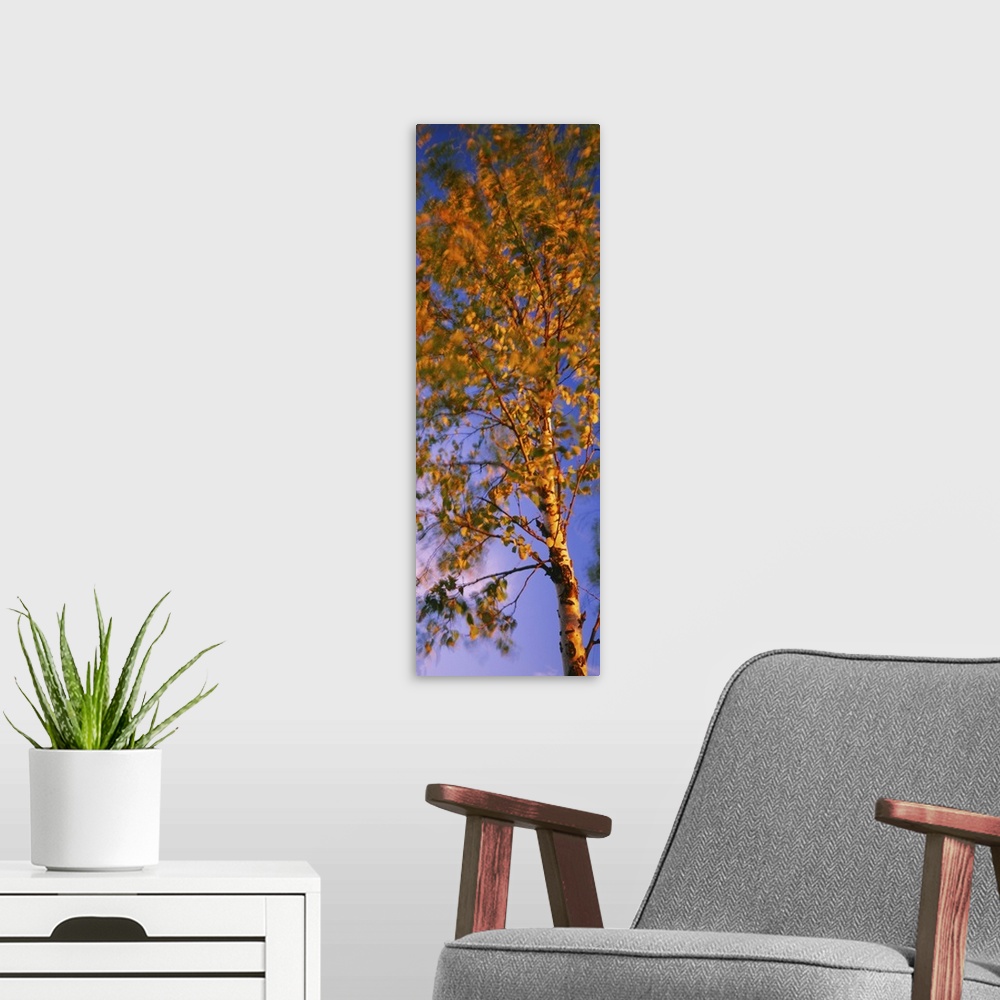 A modern room featuring Low angle view of a birch tree, Joutseno, Southern Finland, South Karelia, Finland