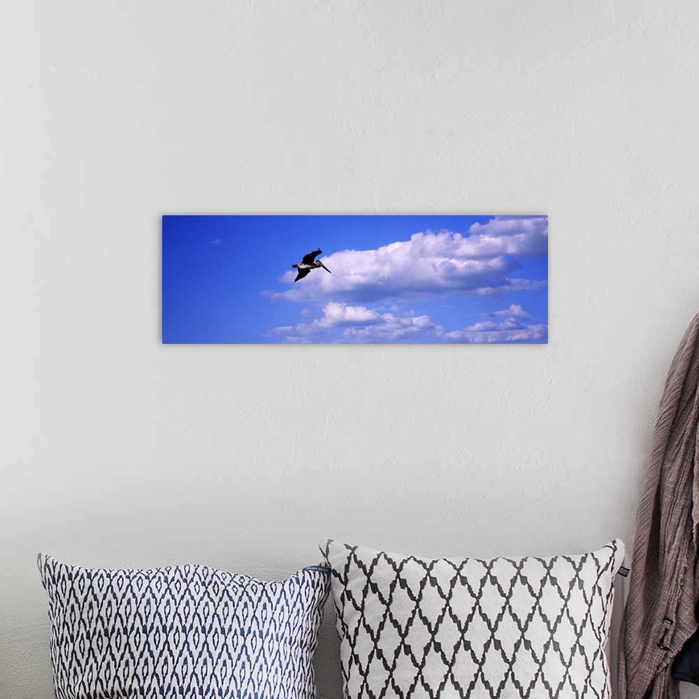 A bohemian room featuring Low angle view of a Brown pelican (Pelecanus occidentalis) flying in the sky, Florida