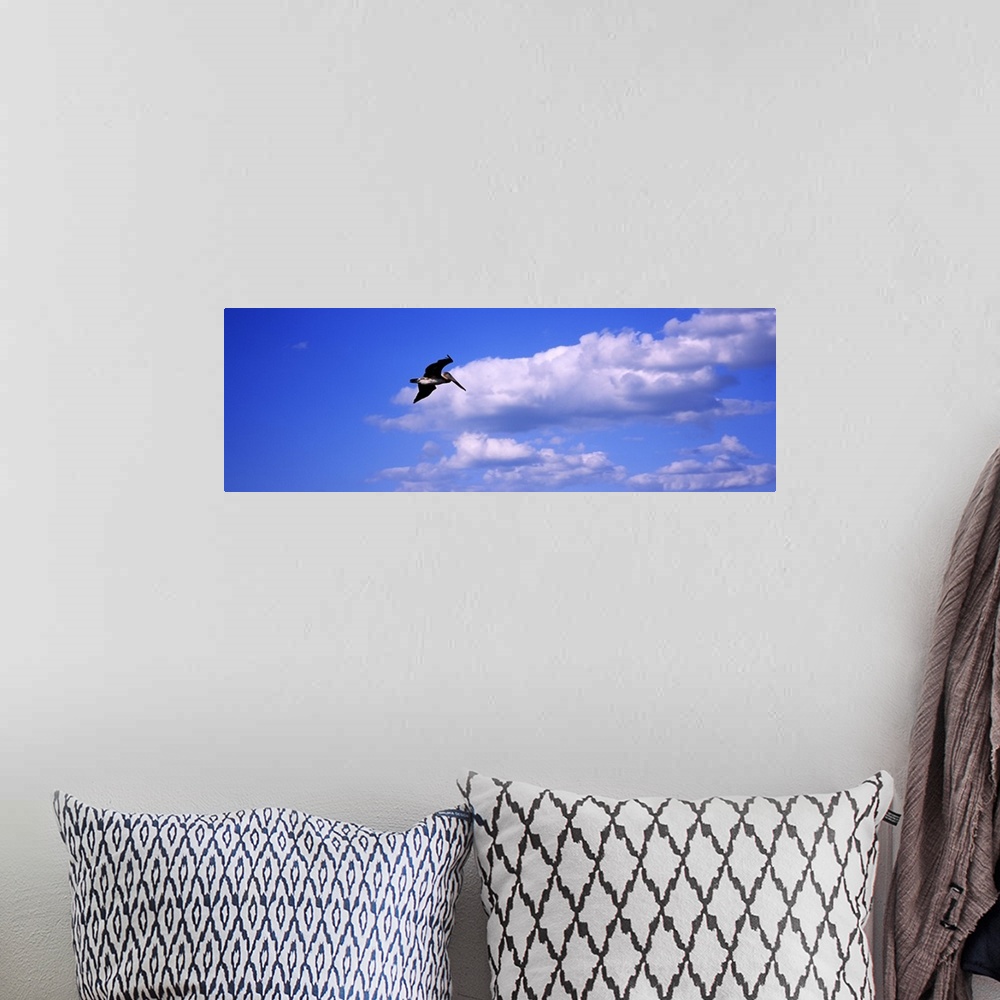 A bohemian room featuring Low angle view of a Brown pelican (Pelecanus occidentalis) flying in the sky, Florida