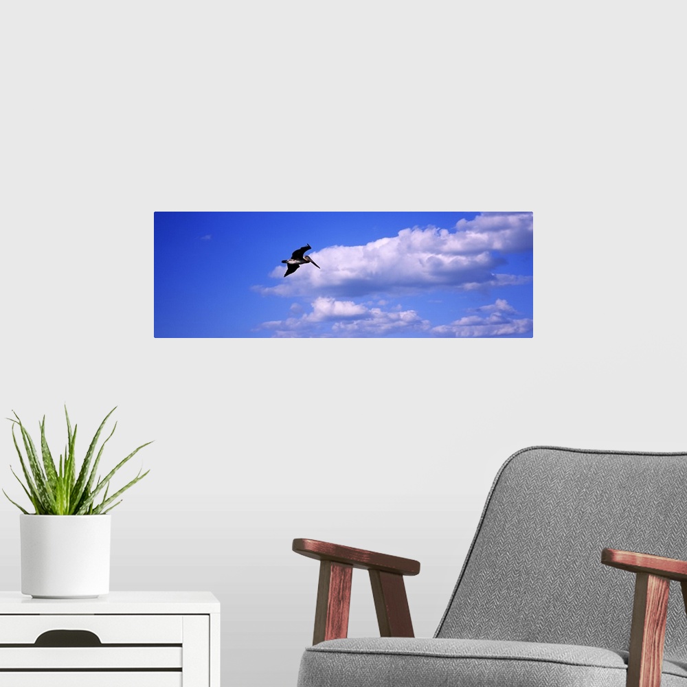 A modern room featuring Low angle view of a Brown pelican (Pelecanus occidentalis) flying in the sky, Florida