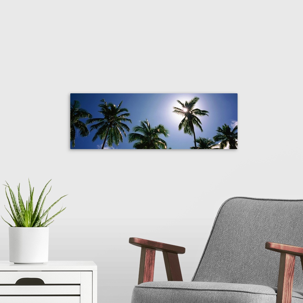 A modern room featuring Low angle view of a coconut palm tree, Fiji