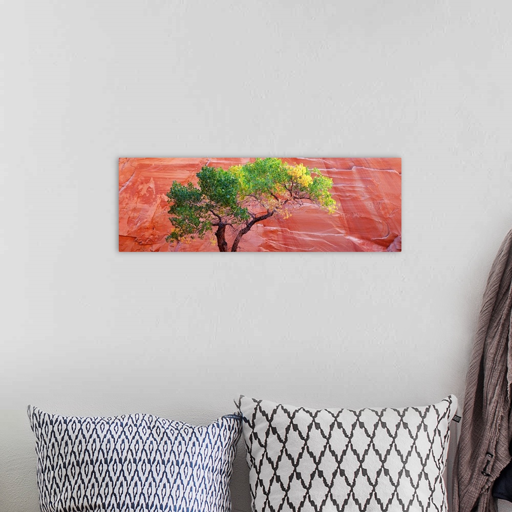 A bohemian room featuring Big panoramic photo on canvas of a tree contrasted in front of a large red rock formation.