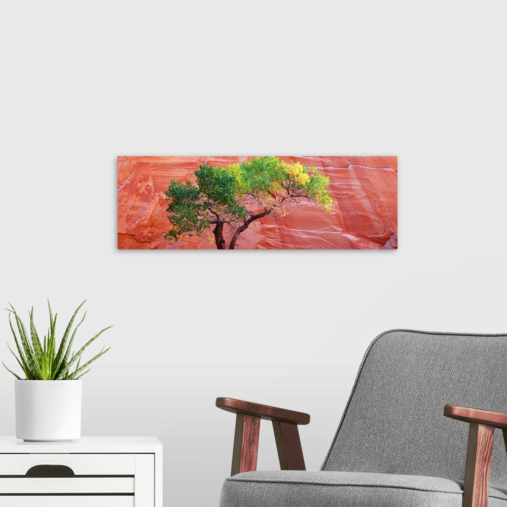 A modern room featuring Big panoramic photo on canvas of a tree contrasted in front of a large red rock formation.