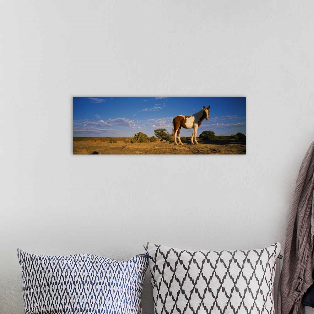 A bohemian room featuring Low angle view of a pony standing in a field, New Mexico
