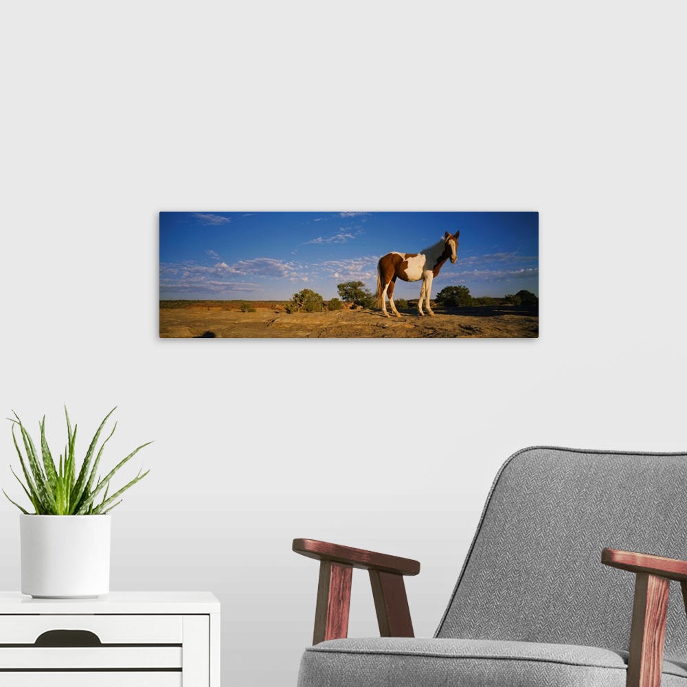 A modern room featuring Low angle view of a pony standing in a field, New Mexico