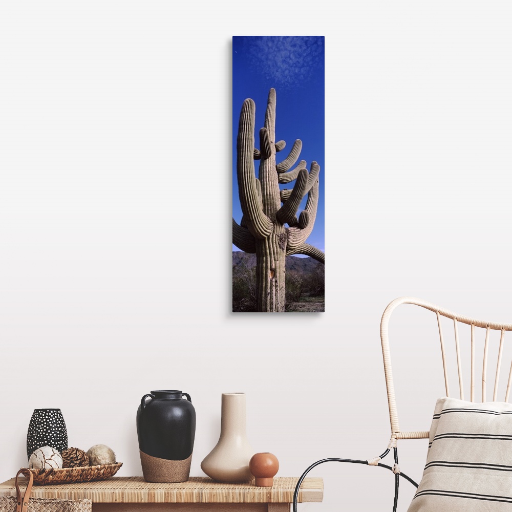 A farmhouse room featuring Low angle view of a Saguaro cactus Carnegiea gigantea on a landscape Saguaro National Park Tucson...