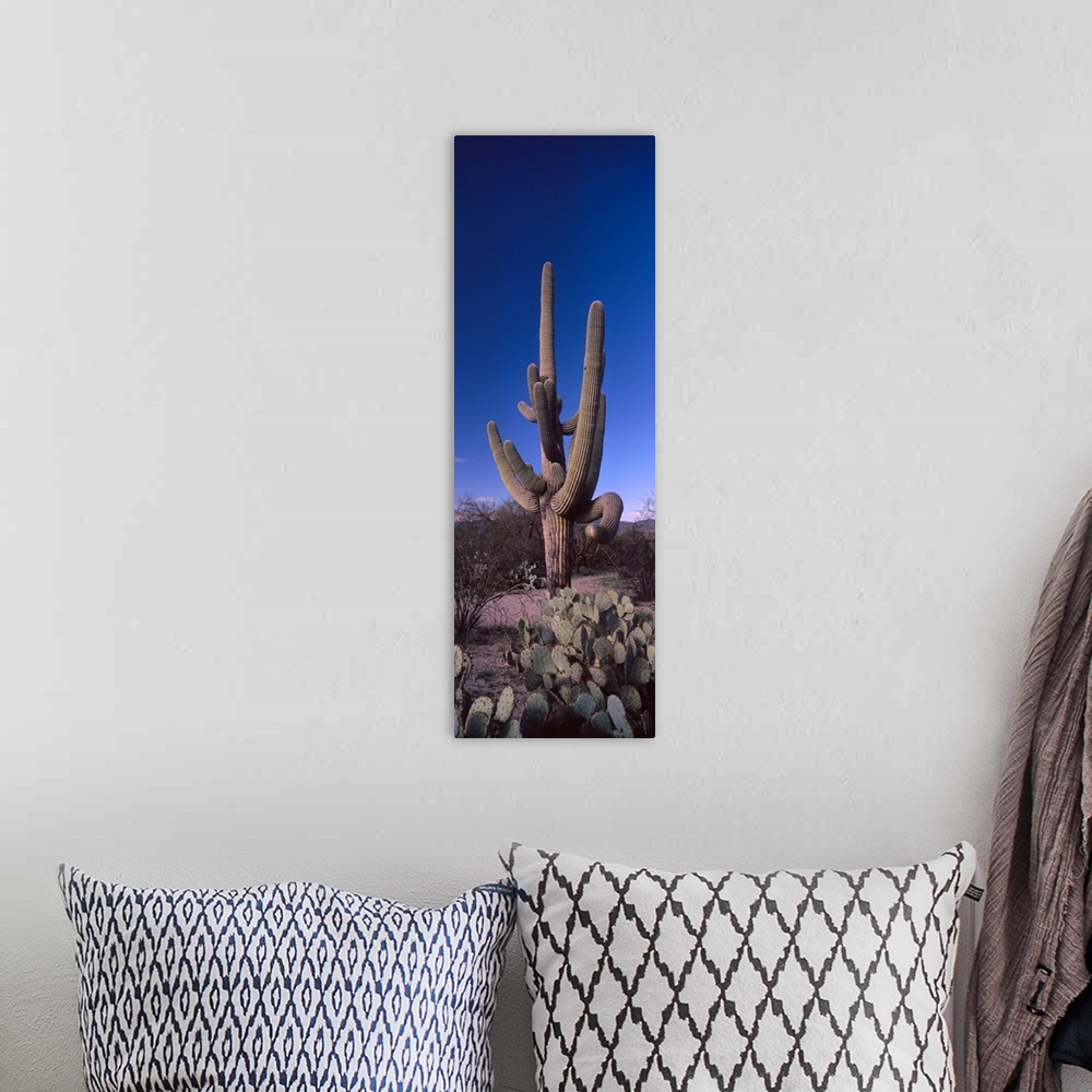 A bohemian room featuring Low angle view of a Saguaro cactus Carnegiea gigantea on a landscape Saguaro National Park Tucson...