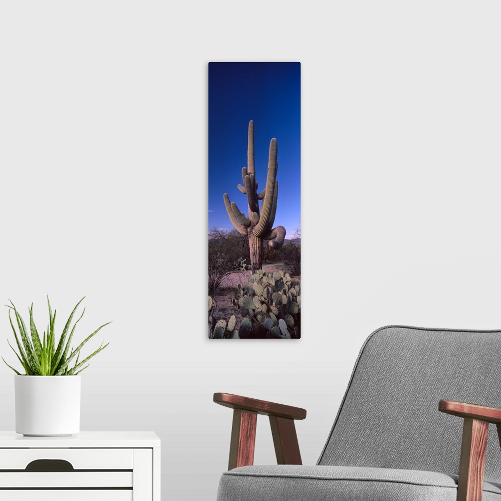 A modern room featuring Low angle view of a Saguaro cactus Carnegiea gigantea on a landscape Saguaro National Park Tucson...