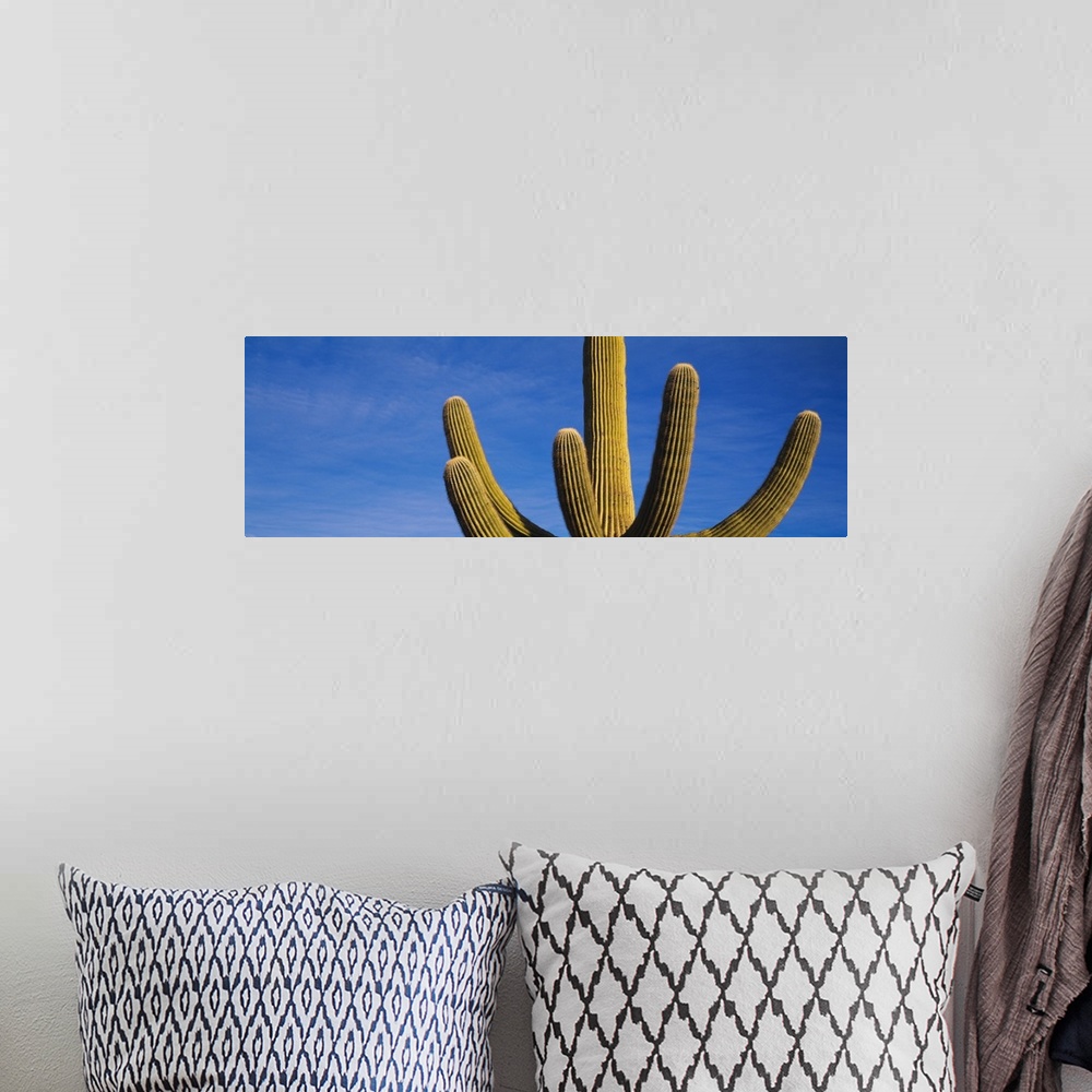 A bohemian room featuring Low angle view of a Saguaro Cactus, Saguaro National Monument, Arizona