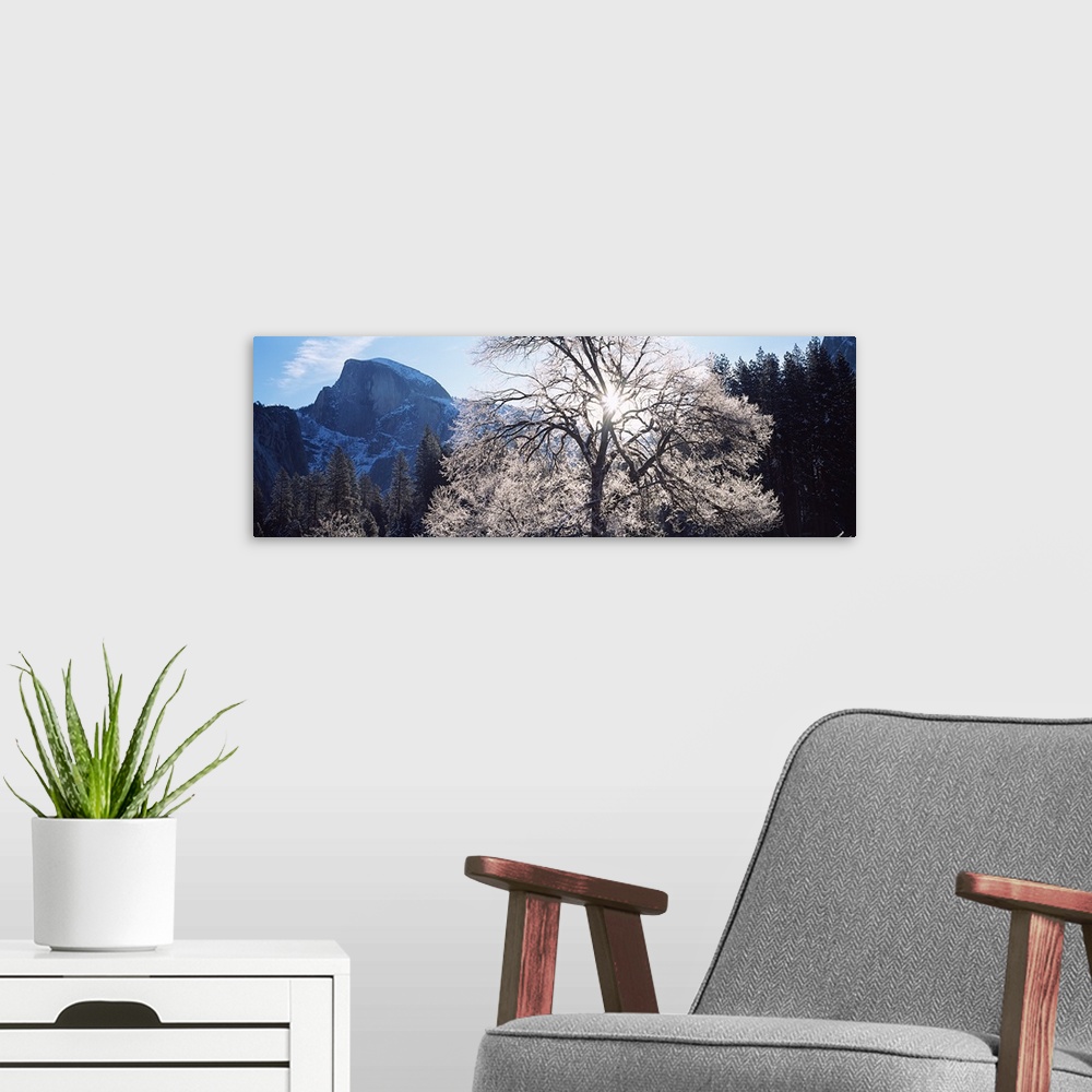 A modern room featuring Low angle view of a snow covered oak tree, Yosemite National Park, California,