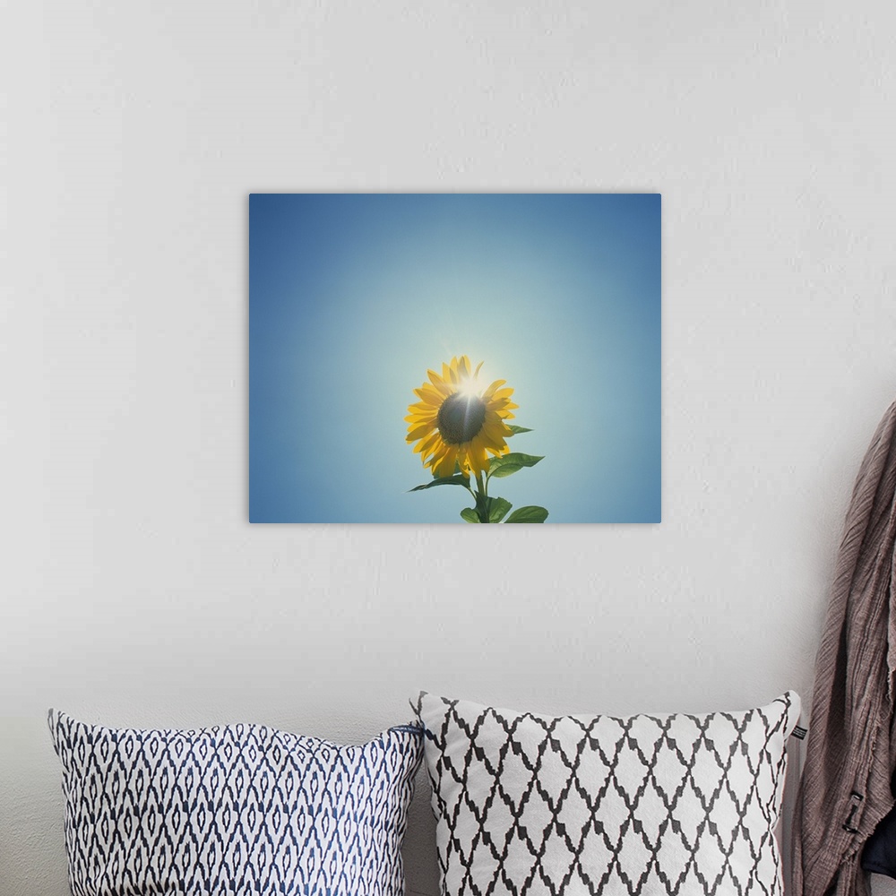 A bohemian room featuring This is a photograph taken of a flower against an empty sky with the sun directly behind the blos...