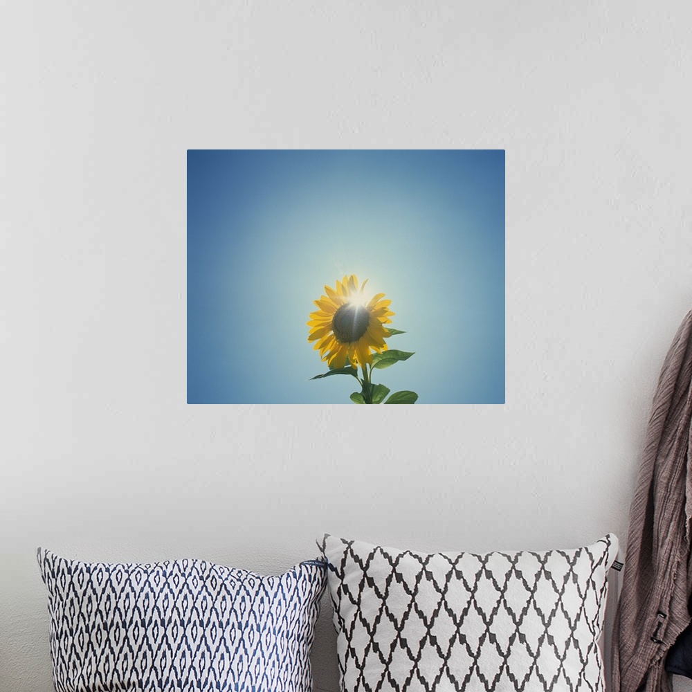 A bohemian room featuring This is a photograph taken of a flower against an empty sky with the sun directly behind the blos...