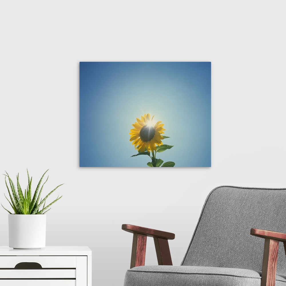A modern room featuring This is a photograph taken of a flower against an empty sky with the sun directly behind the blos...