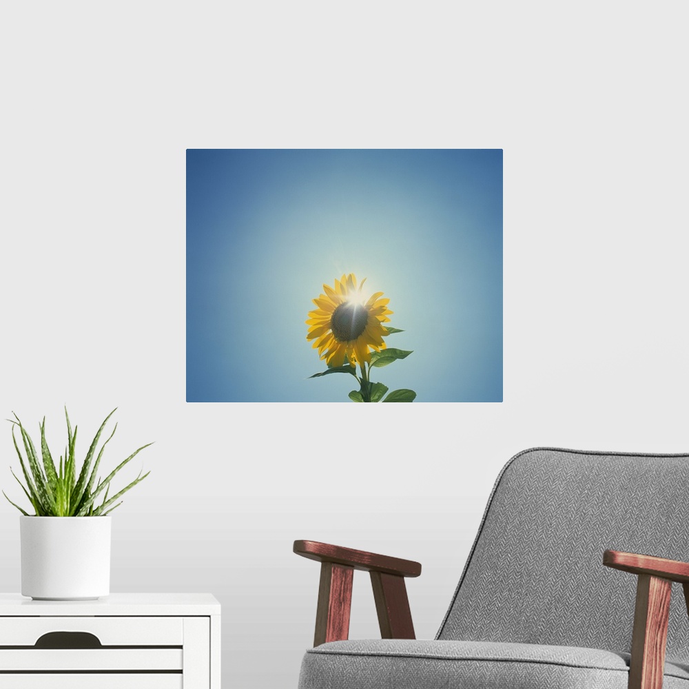 A modern room featuring This is a photograph taken of a flower against an empty sky with the sun directly behind the blos...