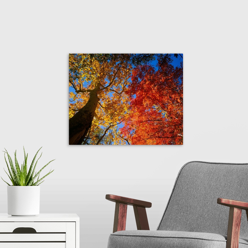 A modern room featuring A photograph looking up into the autumn colored leaves of trees growing in the mountains on a cle...