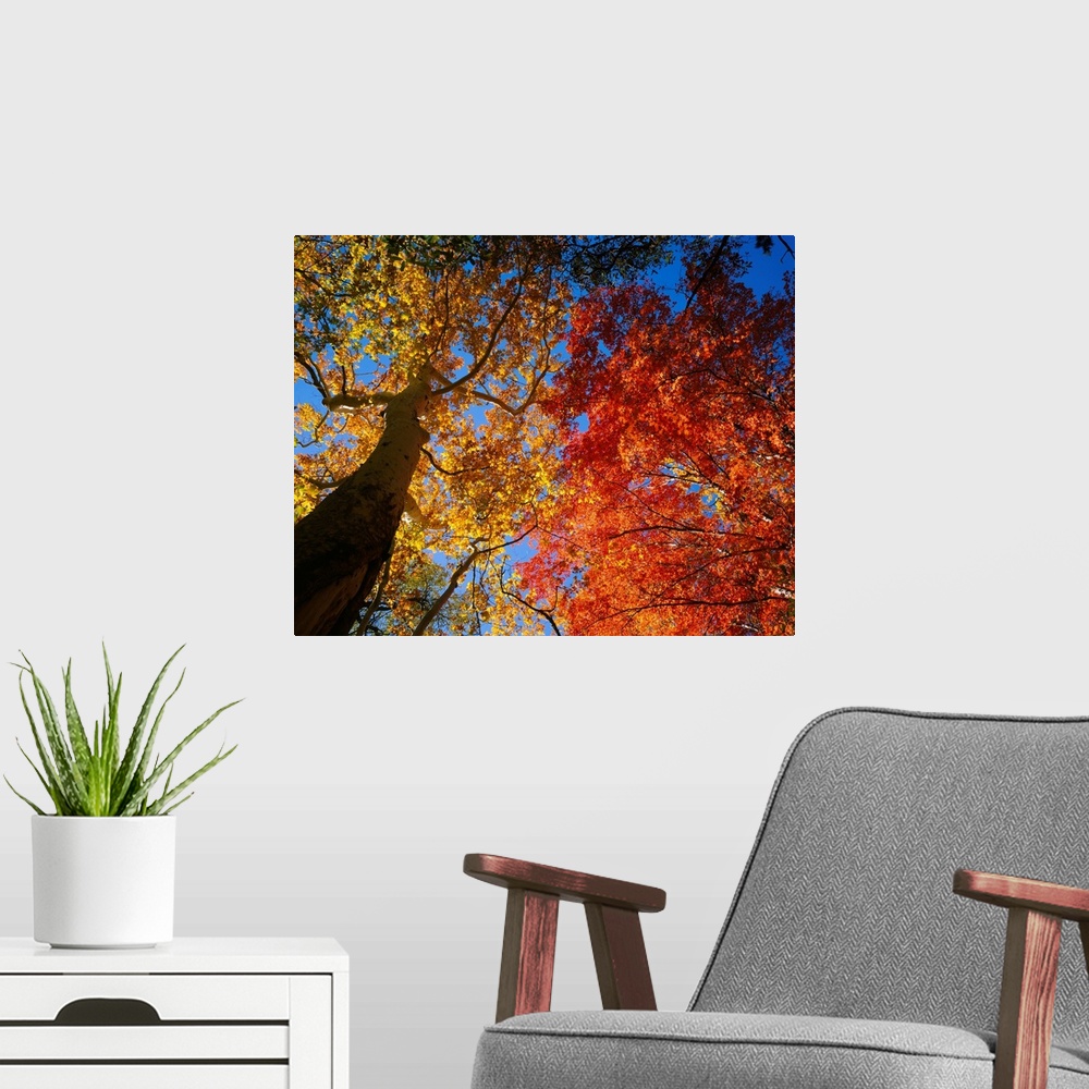 A modern room featuring A photograph looking up into the autumn colored leaves of trees growing in the mountains on a cle...