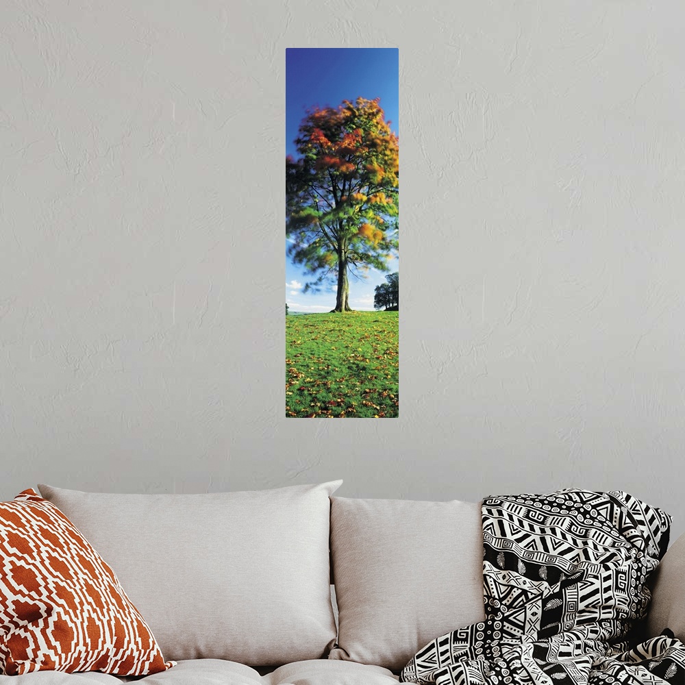 A bohemian room featuring Low angle view of a tree, Lake District, Cumbria, England