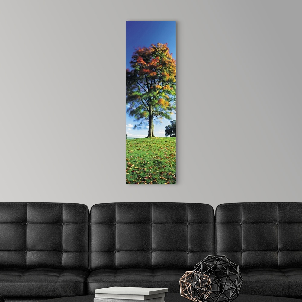 A modern room featuring Low angle view of a tree, Lake District, Cumbria, England