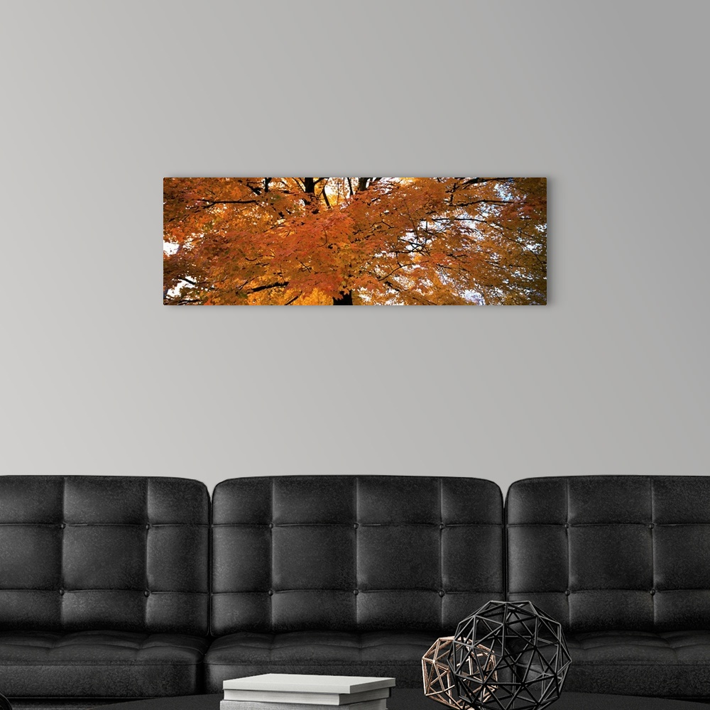 A modern room featuring Low angle view of a tree with yellow and orange leaves