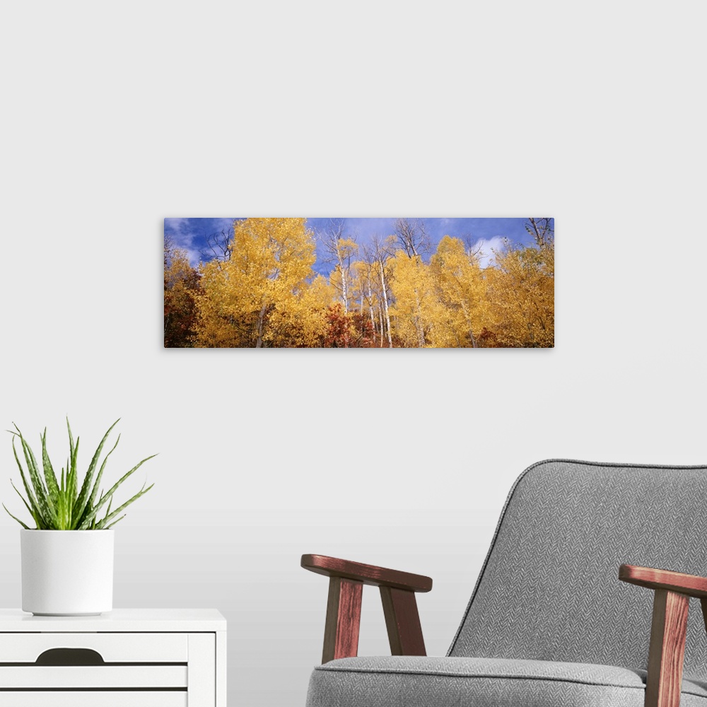 A modern room featuring Low angle view of aspen trees, Colorado