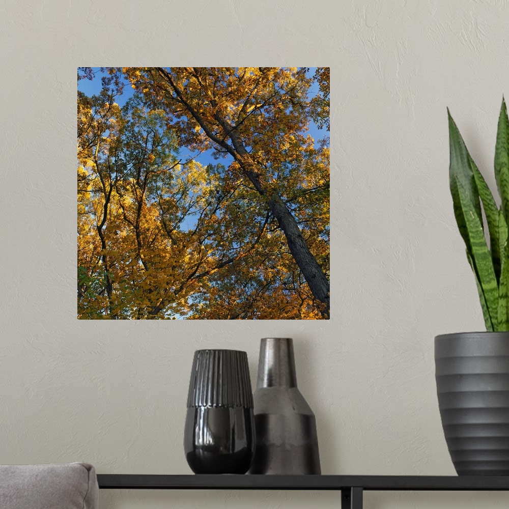 A modern room featuring Low angle view of autumn color tree canopy, Palisades-Kepler State Park, Iowa