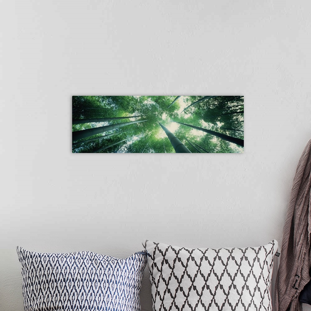 A bohemian room featuring Panoramic photograph of sun breaking the  canopy of a forest.  The photo is taken from the floor ...