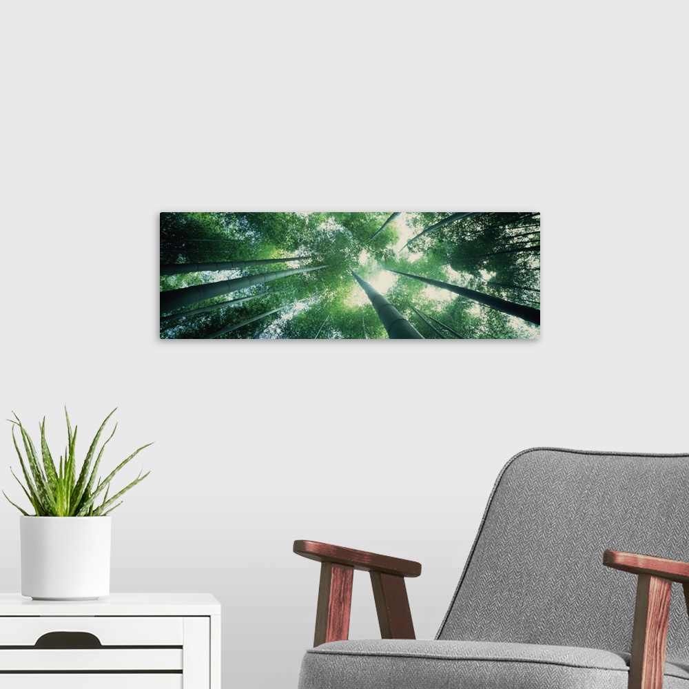 A modern room featuring Panoramic photograph of sun breaking the  canopy of a forest.  The photo is taken from the floor ...