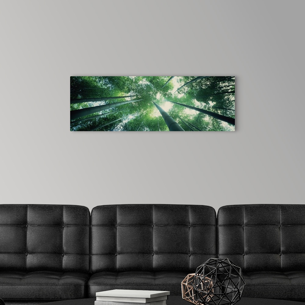 A modern room featuring Panoramic photograph of sun breaking the  canopy of a forest.  The photo is taken from the floor ...