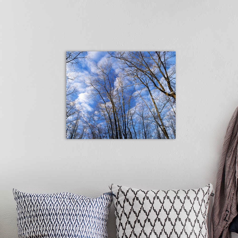 A bohemian room featuring Low angle view of bare tree branches, clouds in blue sky, winter, Marilie Educational Forest Rese...