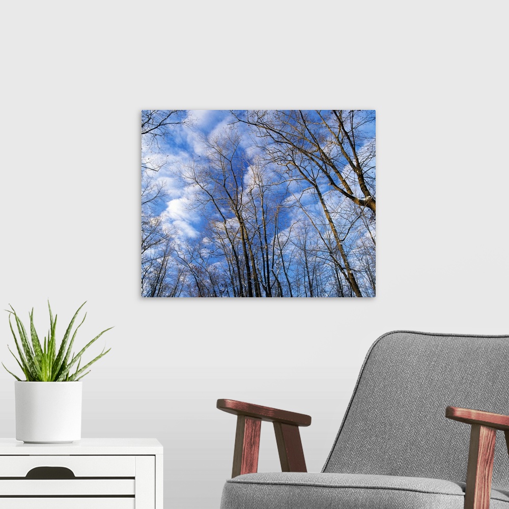 A modern room featuring Low angle view of bare tree branches, clouds in blue sky, winter, Marilie Educational Forest Rese...