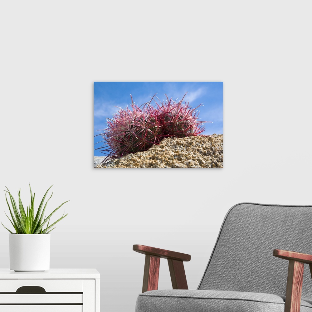 A modern room featuring Low-Angle View Of Barrel Cactus On Rocky Ground
