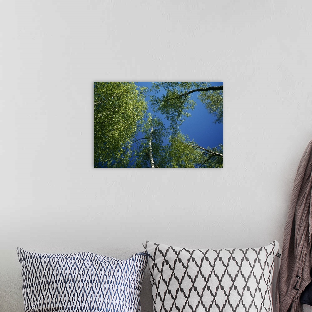A bohemian room featuring Low-angle view of birch tree canopy, blue sky, spring.