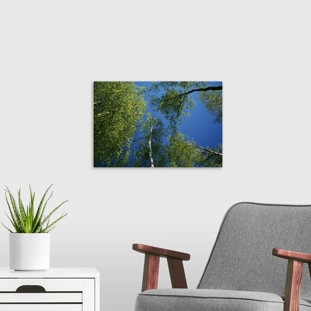 A modern room featuring Low-angle view of birch tree canopy, blue sky, spring.