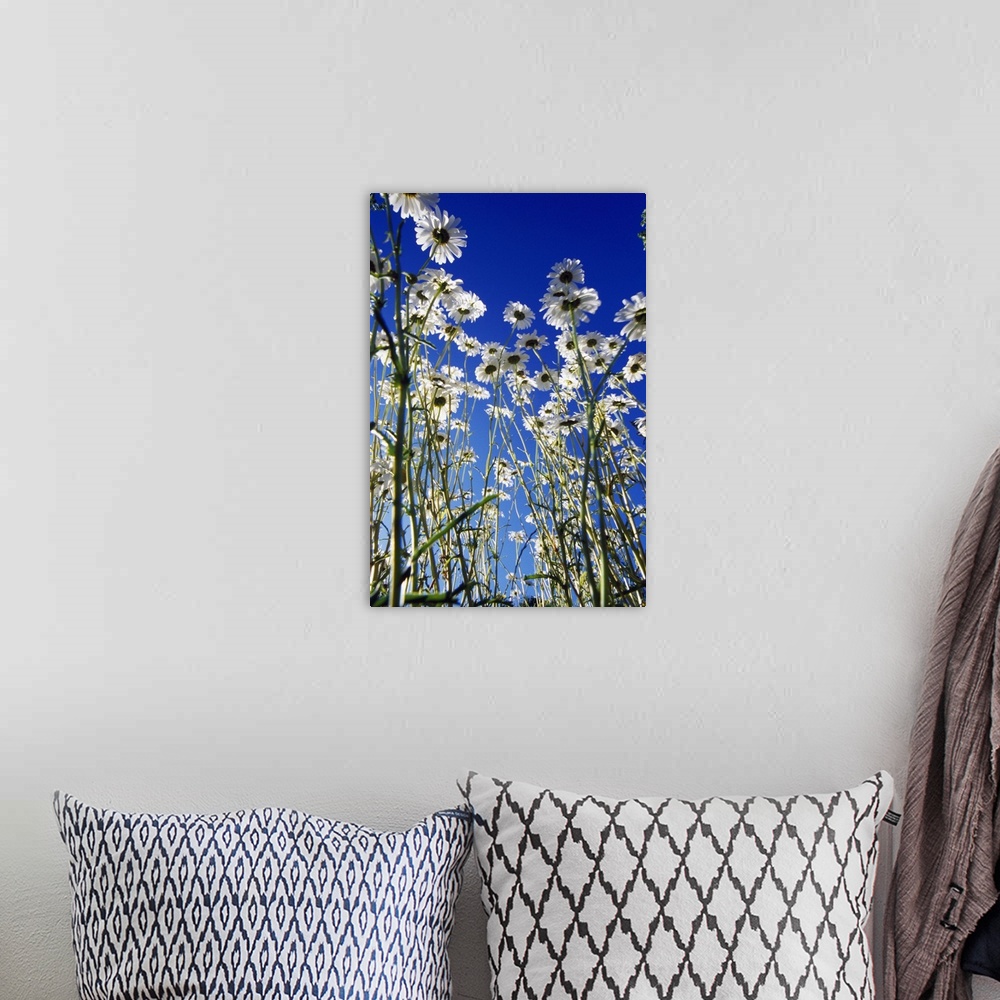 A bohemian room featuring Vertical panoramic photograph of flower meadow.