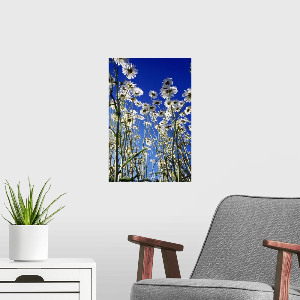 A modern room featuring Vertical panoramic photograph of flower meadow.