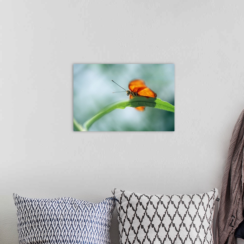 A bohemian room featuring Low-Angle View Of Butterfly On Leaf