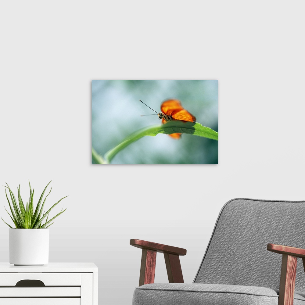 A modern room featuring Low-Angle View Of Butterfly On Leaf