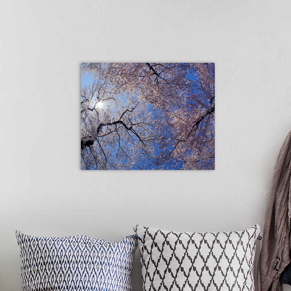 A bohemian room featuring Landscape, low angle photograph on a big canvas looking up through blooming cherry blossom trees ...