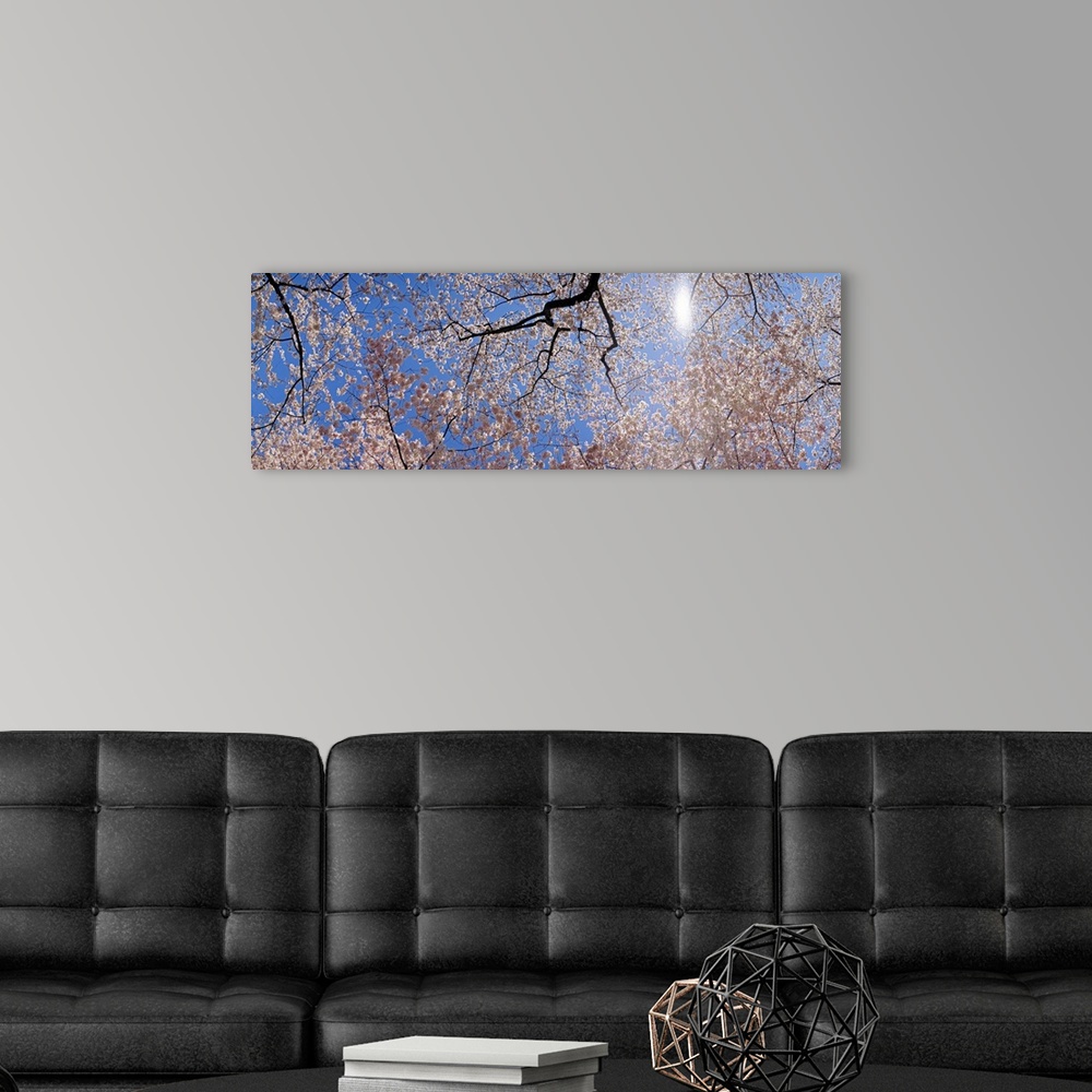 A modern room featuring Panoramic photograph of several cherry trees in full bloom, as seen from below, their bright peta...