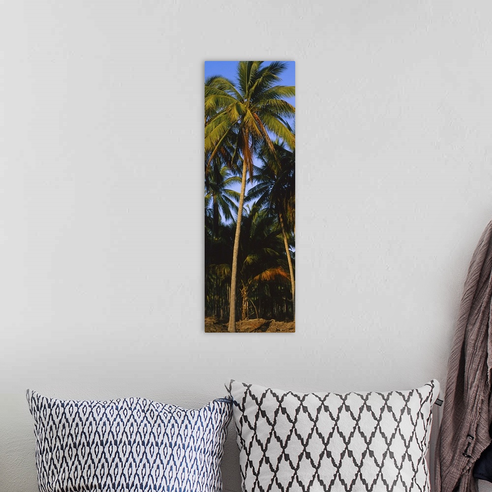 A bohemian room featuring Low angle view of coconut palm trees, Colima, Mexico