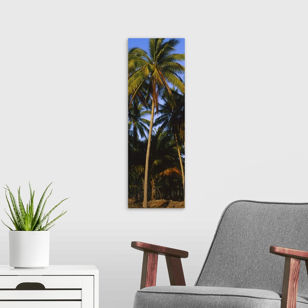 A modern room featuring Low angle view of coconut palm trees, Colima, Mexico