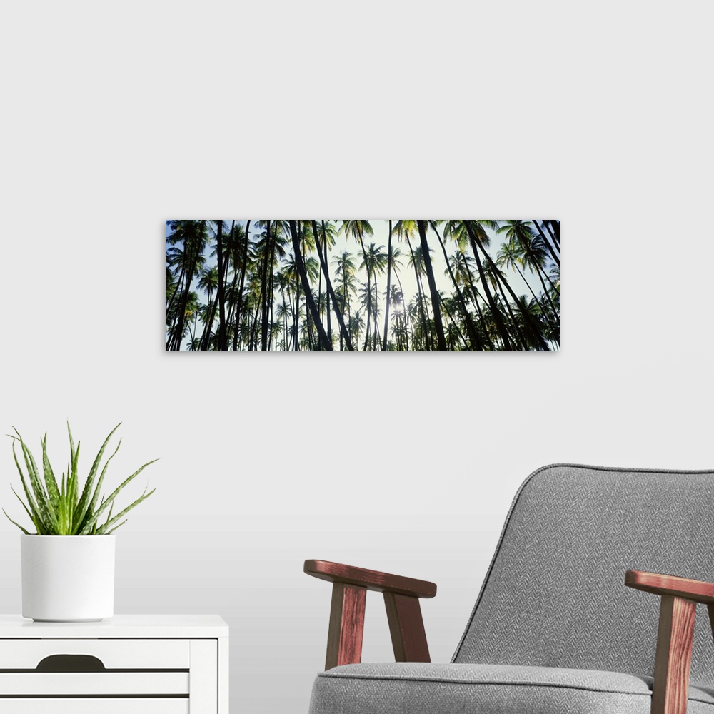 A modern room featuring Low angle view of coconut palm trees in a forest, Molokai, Hawaii
