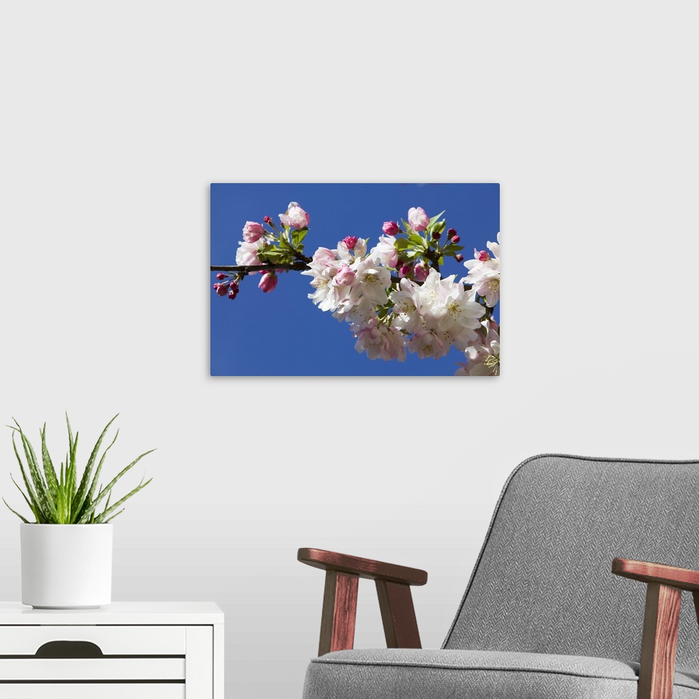 A modern room featuring Low angle view of crabapple flowers (Malus sylvestris) in bloom, blue sky, North Carolina